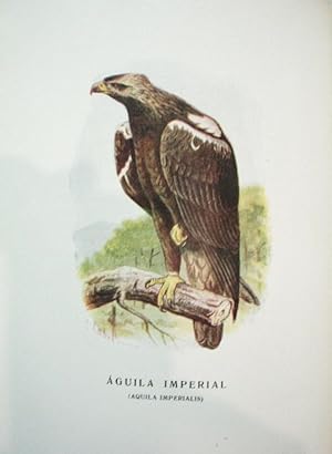 Imagen del vendedor de Aves de rapia y su caza. Ilustraciones de D. A. Cabrera. a la venta por Librera Anticuaria Antonio Mateos
