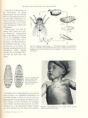 Human- und veterinärmedizinische Entomologie. (Aus: Handbuch der Zoologie, IV, 2-1/9).