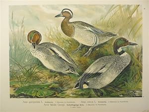 Anas querquedula. (Knäk-Ente). Anas crecca. (Krickente). Anas falcata Georgi. Chromolithographie ...