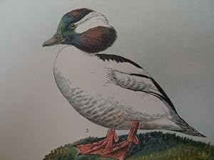 Fuligula islandica (Spatel-Ente). Fuligula albeola. (Büffel-Ente). Chromolithographie aus Naumann...