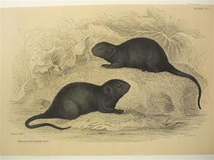 The Black Water Rat. Altkolor. Kupferstich von Lizars nach Stewart. (Um 1840). 9 x 14 cm.