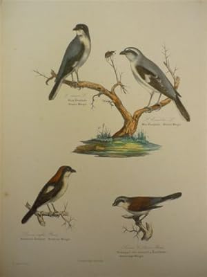 Grauer Würger und andere. Altkolor. Lithogr. von N. Kjaerbölling aus Ornithologia Danica. Um 1855...