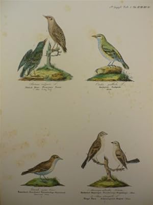 Gemeiner Staar und andere. Altkolor. Lithogr. von N. Kjaerbölling aus Ornithologia Danica. Um 185...