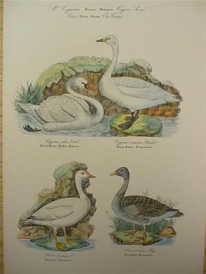 Schwan, Gans. Altkolor. Lithogr. von N. Kjaerbölling aus Ornithologia Danica. Um 1855. 30 x 20 cm.