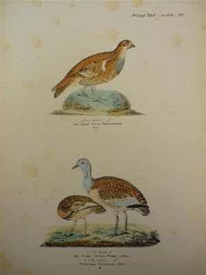 Birkwaldhuhn. Altkolor. Lithogr. von N. Kjaerbölling aus Ornithologia Danica. Um 1855. 26 x 14 cm.