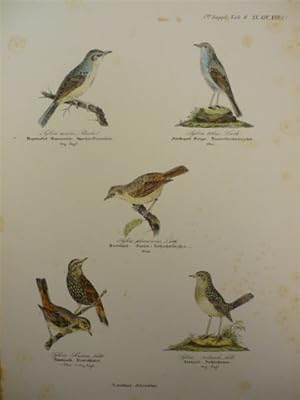 Sperber-Grasmücke und andere. Altkolor. Lithogr. von N. Kjaerbölling aus Ornithologia Danica. Um ...