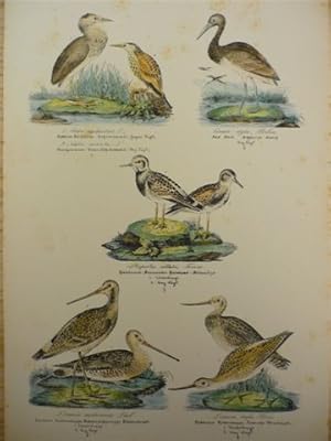Rohrdrommel und andere. Altkolor. Lithogr. von N. Kjaerbölling aus Ornithologia Danica. Um 1855. ...