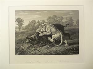 Lioness and Boar. Die Löwin u. d. Wildeschwein. Stahlstich von W. French nach Snyders. Um 1850. 1...