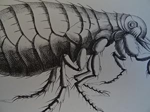 Imagen del vendedor de Observationes durch dessen verfertigte Microscopia Deren unterschiedlichen Insecten nebst andern unsichtbaren Kleinigkeiten der Natur Welche er nach dem Leben accurat abzeichnen und auf Verlangen Hoher Liebhaber in Kupffer stechen lassen. Augsburg, Mertz, 1734 (Faksimile-Nachdruck: Marburg a.d.L., Basilisken-Presse, 1976). 2 Bll., XIV S., 1 w. Bl., 11 S. , 1 Bl. Mit 16 Tafeln nach Kupferstichen. 4. OPp. a la venta por Antiquariat Daniel Schramm e.K.