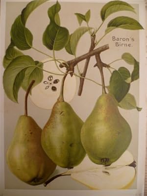 Baron's Birne. Chromolithographie von Müller-Diemitz aus: Deutschland's Obstsorten, Stuttgart, um...