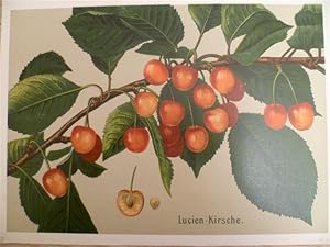 Lucien-Kirsche. Chromolithographie von Müller-Diemitz aus: Deutschland's Obstsorten, Stuttgart, u...