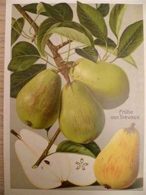 Frühe von Trevoux. Chromolithographie von Müller-Diemitz aus: Deutschland's Obstsorten, Stuttgart...