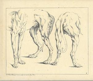 Imagen del vendedor de Ein Vordertheil und zwei Hintertheile von Hunden, so gross, als es der Raum gestattet, leicht schattirt. a la venta por Ludwig Rosenthal's Antiquariaat