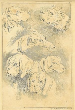 Imagen del vendedor de Sechs Kpfe von Hunden verschiedener Rasse. a la venta por Ludwig Rosenthal's Antiquariaat