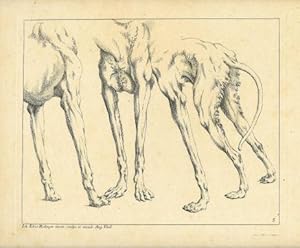 Seller image for Ein Vordertheil und zwei Hintertheile von Hunden, so gross, als es der Raum gestattet, leicht schattirt. (Wie vorher = Thienemann No. 728, doch das Verhlltniss umgekehrt). for sale by Ludwig Rosenthal's Antiquariaat