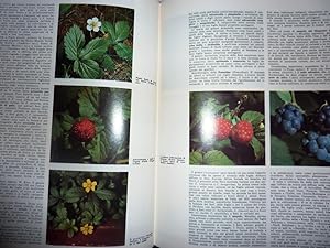 "Enciclopedia Italiana delle Scienze Naturali I VEGETALI ,Volume I - II "