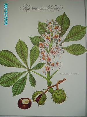 Image du vendeur pour (MARRONNIER D'INDE)AESCULUS HIPPOCASTANUM L.,PASTEL EN COULEURS mis en vente par Bibliofolie