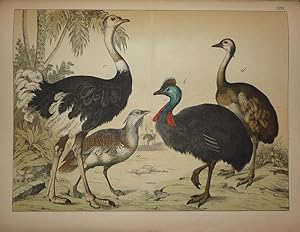 Sammlung von 77 meist zoologischen Tafeln aus "Naturgeschichte des Tier-, Pflanzen- und Mineralre...