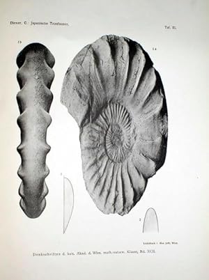 Bild des Verkufers fr Japanische Triasfaunen. Mit 7 Tafeln und 2 Textfiguren. zum Verkauf von Antiquariat Stefan Wulf