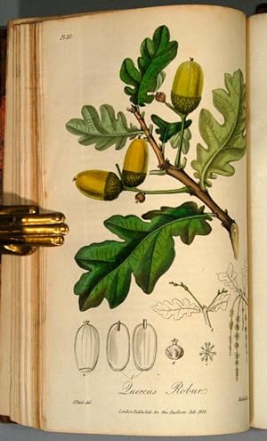 MEDICAL BOTANY: OR, ILLUSTRATIONS AND DESCRIPTIONS OF THE MEDICINAL