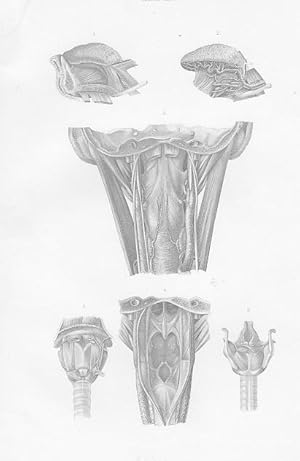 Bild des Verkufers fr Zunge, Schlund und Kehlkopf. Original - Stahlstich von Greb, 1860, 23,7 cm x 15,7 cm. zum Verkauf von Antiquariat Michael Eschmann