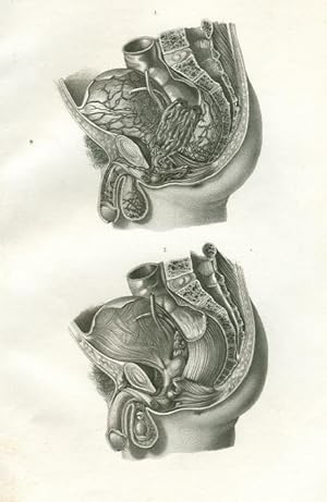 Organe des männlichen Beckens in seitlicher Ansicht. Original - Stahlstich von Greb, 1860, 23,7 c...