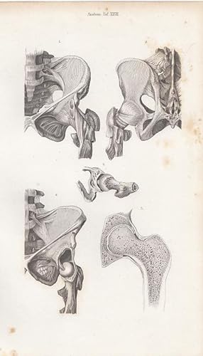 Becken und Hüftgelenk. Original - Stahlstich von Greb, 1860, 23,7 cm x 15,7 cm.