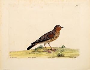 Bild des Verkufers fr The Titt Lark. Plate 43. zum Verkauf von Peter Harrington.  ABA/ ILAB.