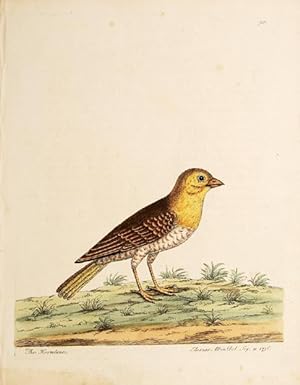 Bild des Verkufers fr The Hortulane. Plate 50. zum Verkauf von Peter Harrington.  ABA/ ILAB.