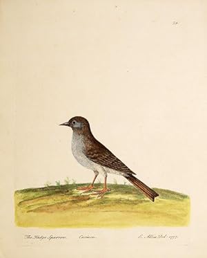 Bild des Verkufers fr The Hedge Sparrow. Plate 59. zum Verkauf von Peter Harrington.  ABA/ ILAB.