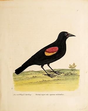 Bild des Verkufers fr The Red Wing'd Starling. Plate 38. zum Verkauf von Peter Harrington.  ABA/ ILAB.