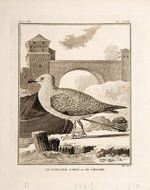 Imagen del vendedor de Le Goeland Vari ou Le Grisard. Pl. XXXIII. a la venta por Peter Harrington.  ABA/ ILAB.