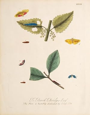 Bild des Verkufers fr Untitled insect print. Plate LXXIII. 'To Brook Bridges Esq. This plate is humbly dedicated by Eleazar Albin'. zum Verkauf von Peter Harrington.  ABA/ ILAB.