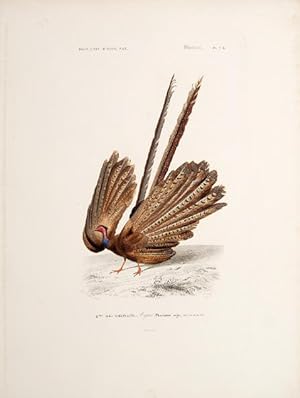 Imagen del vendedor de Oiseaux.Gallinacs. Pl. 7D. a la venta por Peter Harrington.  ABA/ ILAB.