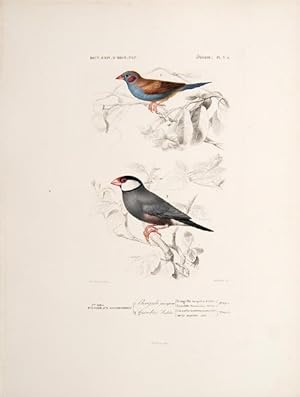 Imagen del vendedor de Oiseaux. Passereux Conirostres. Pl. 3A. a la venta por Peter Harrington.  ABA/ ILAB.
