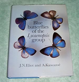 Blue butterflies of the Lycaenopis group.