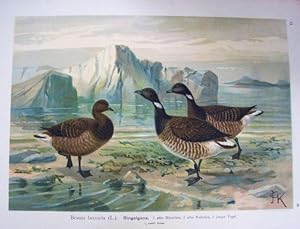 Ringelgans. Branta bernicla (L.). Farblithographie aus Naumann, J.A. Naturgeschichte der Vögel. 1...
