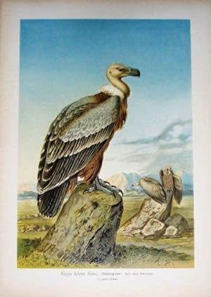 Gänsegeier. Gyps fulvus (Gm.). Farblithographie aus Naumann, J.A. Naturgeschichte der Vögel. 1897...