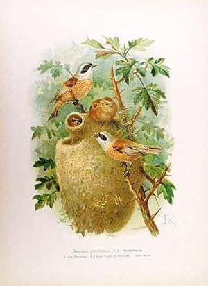 Beutelmeise. Remizius pendulinus (L.). Naturgeschichte der Vögel. 1897-1905. 40 x 28,8 cm. Künstl...