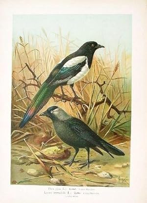 Elster. Pic pica (L.). Dohle. Lycus monedula (L.). Naturgeschichte der Vögel. 1897-1905. 40 x 28,...
