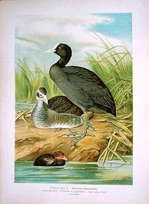 Gemeines Wasserhuhn. Fulica atra L. Farblithographie aus Naumann, J.A. Naturgeschichte der Vögel....