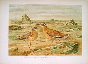 Europäischer Rennvogel. Cursorius gallicus (Gm.). Farblithographie aus Naumann, J.A. Naturgeschic...