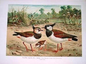 Kiebitz. Vanellus vanellus (L.). Farblithographie aus Naumann, J.A. Naturgeschichte der Vögel. 18...