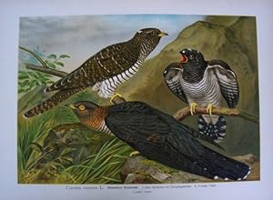 Gemeiner Kuckuck. Cuculus canorus L. Farblithographie aus Naumann, J.A. Naturgeschichte der Vögel...