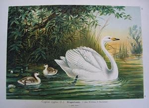 Singschwan. Cygnus cygnus. (L.). Farblithographie aus Naumann, J.A. Naturgeschichte der Vögel. 18...