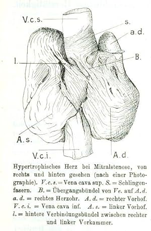 Beiträge zur Kenntnis der menschlichen Herztätigkeit. (1. Teil) (1906: pp.297-354, 20 Fig., 3 Taf...