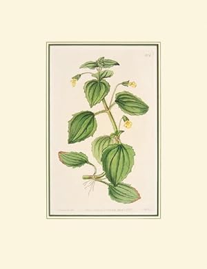 Bild des Verkufers fr Untitled botanical print. The Botanical Magazine by William Curtis. Plate 874. zum Verkauf von Peter Harrington.  ABA/ ILAB.