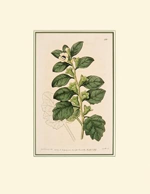 Bild des Verkufers fr Untitled botanical print. The Botanical Magazine by William Curtis. Plate 180. zum Verkauf von Peter Harrington.  ABA/ ILAB.