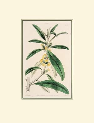Bild des Verkufers fr [Botanical Print] The Botanical Magazine by William Curtis. Plate 923. zum Verkauf von Peter Harrington.  ABA/ ILAB.