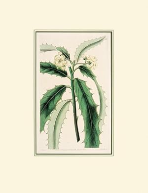 Bild des Verkufers fr [Botanical print] The Botanical Magazine by William Curtis. Plate 872. zum Verkauf von Peter Harrington.  ABA/ ILAB.